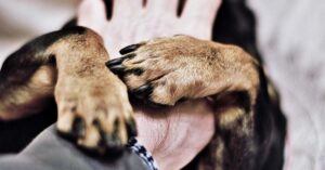 No-Pet Clauses in Residential Leases – No!
