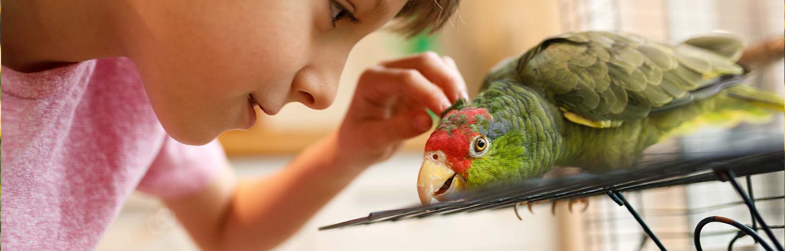Oiseaux et animaux exotiques