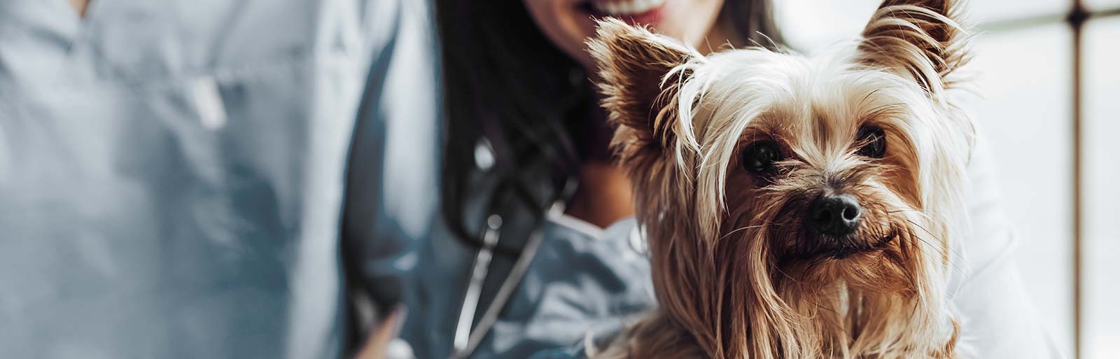 Clinique de Santé Animale