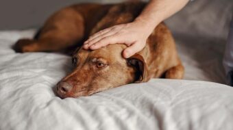 Xylitol – A Threat to Buddy Over the Holidays!