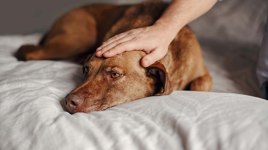 Que se passe-t-il si mon chien mange du xylitol?