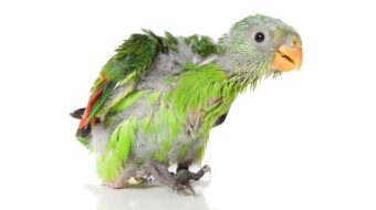Young bird care