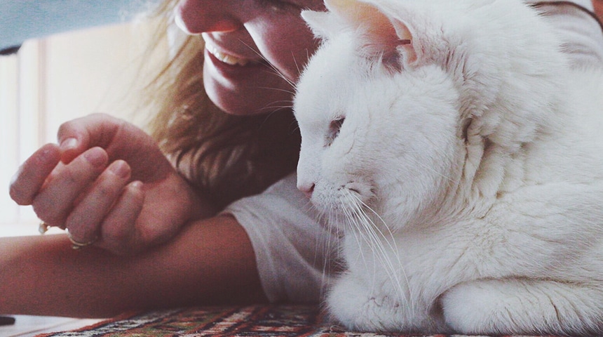 What is the purpose of having your pet’s geriatric profile done?