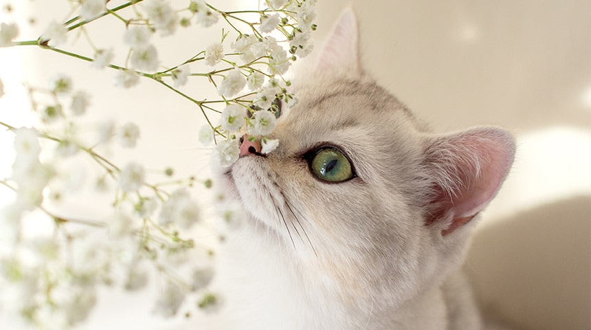 Plantes toxiques pour les animaux de compagnie