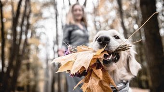 Three Activities to Do With Your Dog This Fall