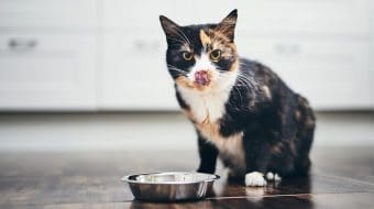 Encouraging Your Cat to Drink Water