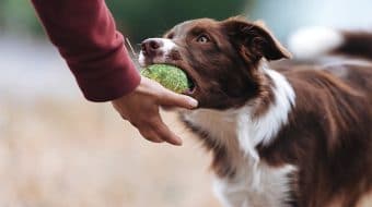 Why is it Important to Take Obedience Classes With Your Dog?