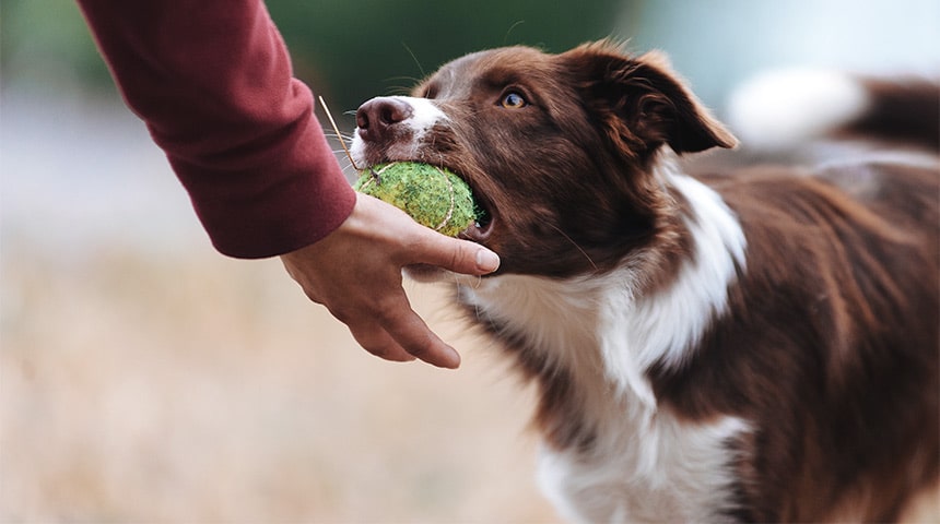 Pourquoi un cours d’éducation canine est-il préférable à un entraînement à domicile ?