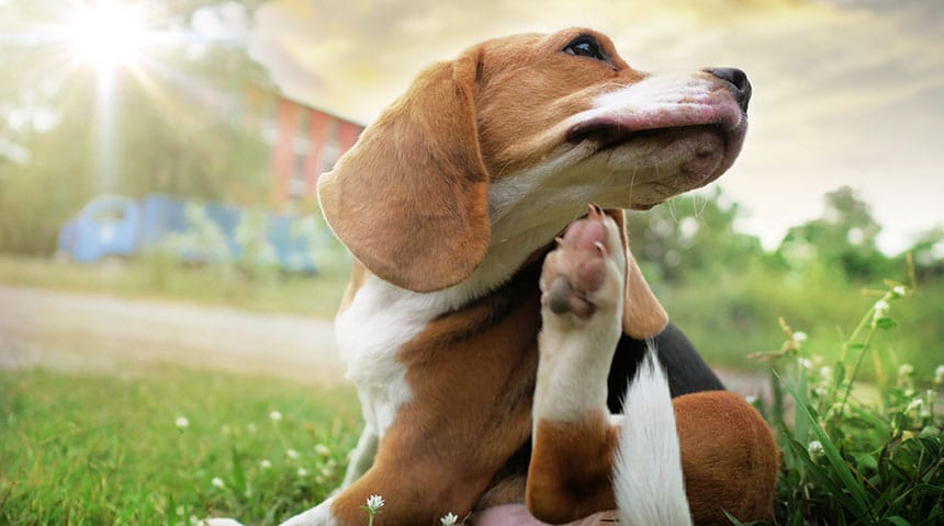 Does Your Pet Suffer from Itching?