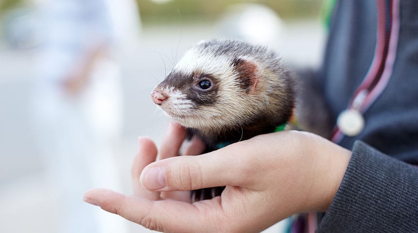 Ferret Vaccination