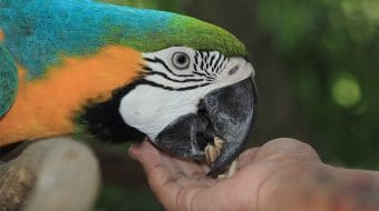 Potential Sources of Poisoning in Birds