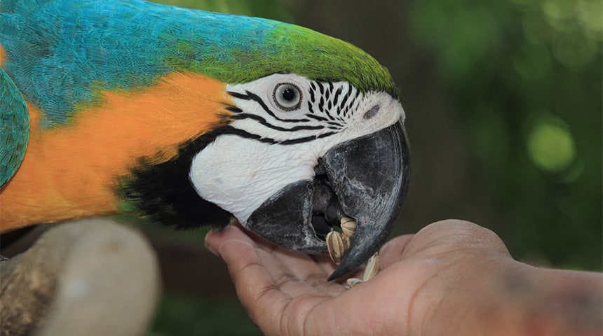 Potential Sources of Poisoning in Birds
