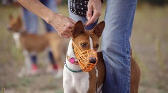 The Basket Muzzle : a Tool, Not a Constraint