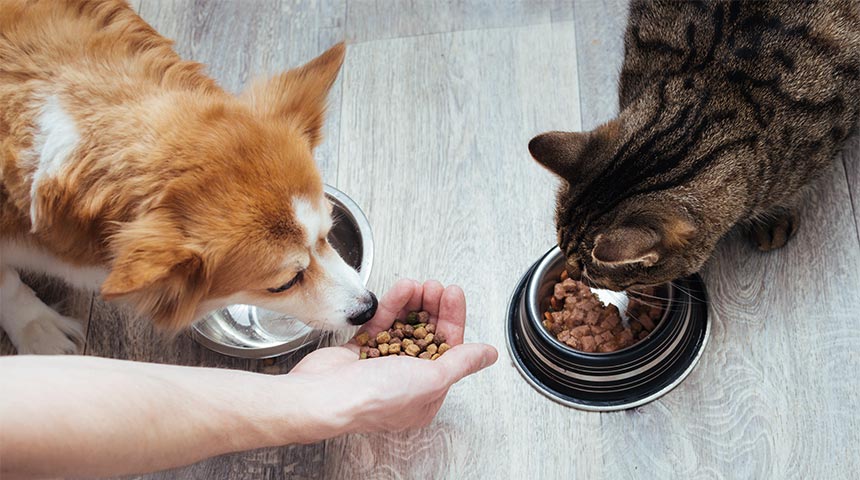 Pourquoi acheter la nourriture dans une boutique vétérinaire plutôt que dans une animalerie?