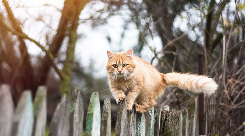 Let’s Talk Rabies