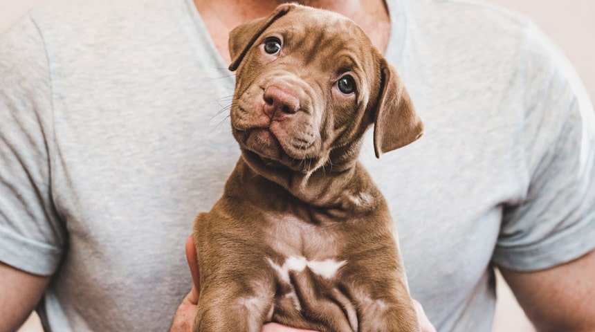 Puppy Survival Guide