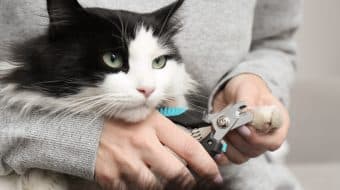 Kitty also Deserves a Pedicure!