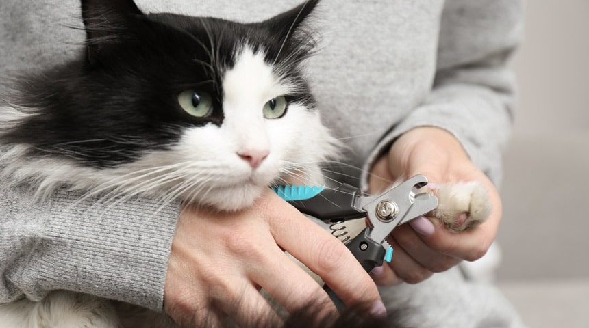 Kitty also Deserves a Pedicure!