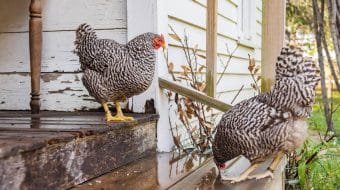 Chronic Egg Laying