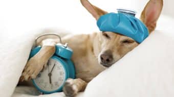 Kennel Cough