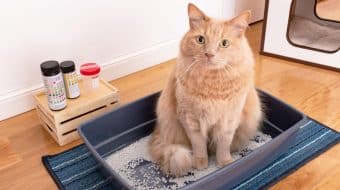 Chronic Kidney Disease in Cats