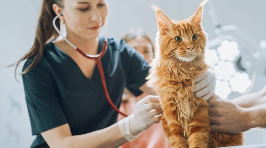 L’importance de l’examen annuel pour votre chat