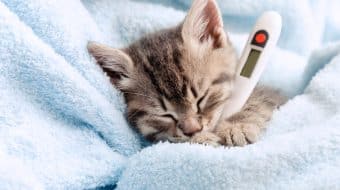 Does my Cat Have a Cold?