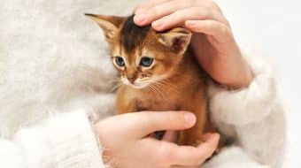 I Want a Cat!