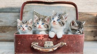Comment préparer l’arrivée d’une portée de chatons?