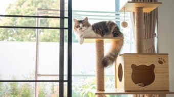 Creating a Feline Environment