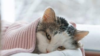 My senior cat and me