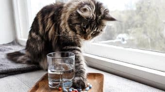 Time for Medication – or Time to Fight?