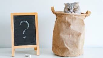 Is a Cat Really for Me?