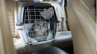 How to Plan Kitty’s Annual Visit