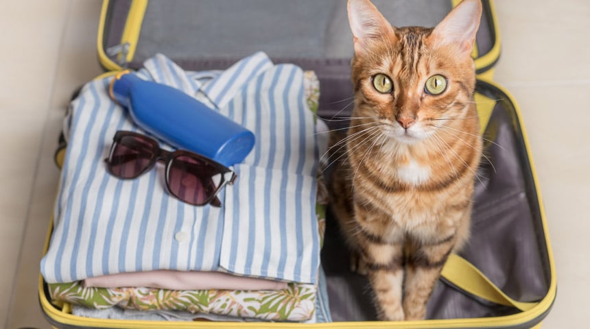 Kitty’s Vacation