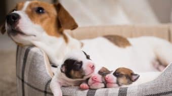 Comment préparer l’arrivée d’une portée de chiots?