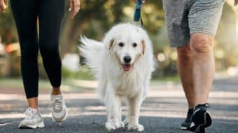 Comment s’occuper de votre chien atteint d’arthrose ?