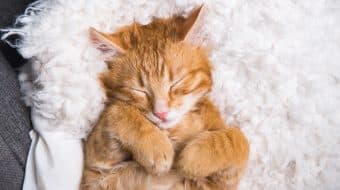 Oh No… the Cat Peed on the Bed!
