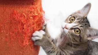 Kitty 1 – Couch 0!