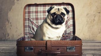 Getting Ready for Pet Boarding