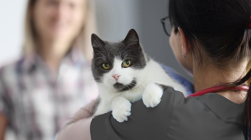 What is a Animal Health Technician?
