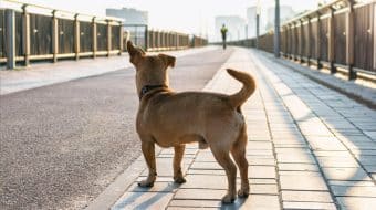 Help! My Dog Has Run Away!